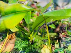 -国家植物园南园