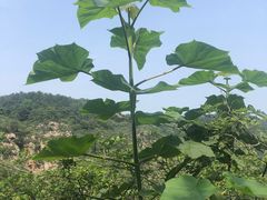 -金龙寺国家森林公园