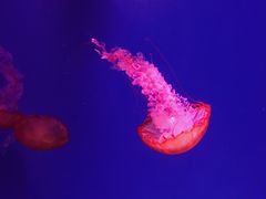 -芜湖新华联大白鲸海洋公园