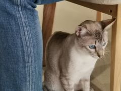 -藏猫猫咖啡主题馆(中央大道店)