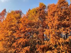 -上海海湾国家森林公园