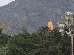 -深圳仙湖植物园