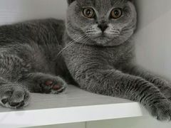 -东方名猫馆·英短金渐层布偶猫舍(环线广场1号楼店)