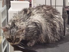 -熊小胖宠物生活馆(天华园店)