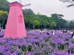 -顺峰山公园
