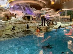 -帝企鹅自助餐厅•儿童岛•真企鹅(长隆企鹅酒店)