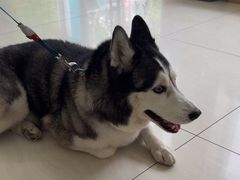 -美联众合动物医院·24h京西诊疗中心