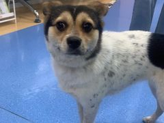 -天使宠物医院·犬猫分诊(彩虹店)