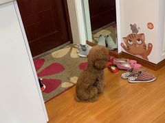 -爱侣宠医·鹦鹉专科·小型哺乳类·异宠专科(灵石路店)