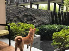 -上海崇明金茂凯悦酒店