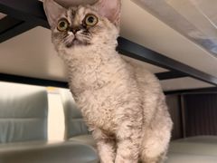 -momokira米努特·德文卷毛猫·棉花面纱犬