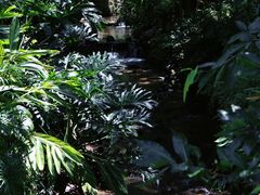 -深圳仙湖植物园