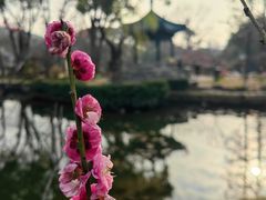 -无锡梅园公园