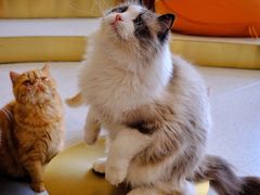 -飞行喵MR PILOT|猫舍·猫咖(静安大融城店)