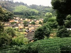 -杨家堂村