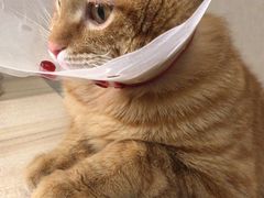 -佳怡动物医院·平价24小时·猫专科骨外科