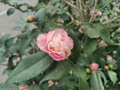 -深圳国际园林花卉博览园