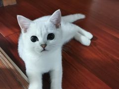 -糯米喵星人总部直营旗舰店·猫舍·幼猫出售