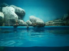 android_upload_pic-泉城欧乐堡海洋极地世界