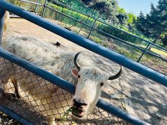 -长白岛森林公园