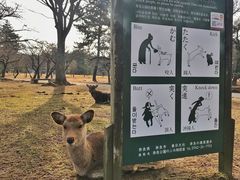 -奈良公园