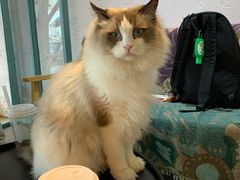 -喵屿·大理花园猫咖