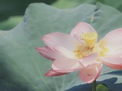 -老佛爷铜炉蛙锅(东门老街店)