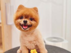 -佐罗家宠物馆·猫文化馆(紫霞路店)