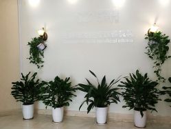 -碧莲盛·不剃发植发