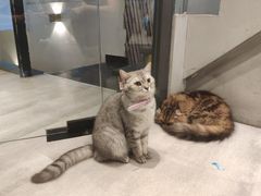 -猫儿山۰猫主题餐厅