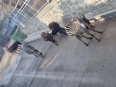 -五龙山野生动物王国