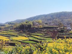 -桑洲油菜花景区