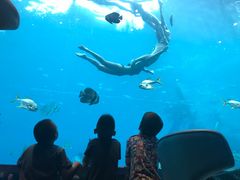 -瑞德姆美人鱼海底演艺主题餐厅(亚龙湾店)