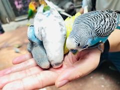 -正佳雨林生态植物园