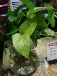 小绿植-永琪美容美发