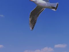 -海埂大坝