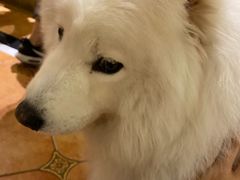 -more than meow吴止猫主题餐厅(承德 中船汇店)