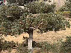 -燕郊植物园