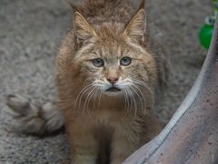 -青藏高原野生动物园