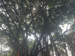 -荔湾湖公园