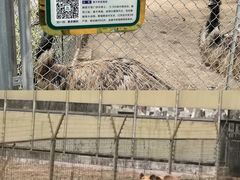 -宿豫区运河湾森林动物园