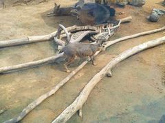 -大连森林动物园