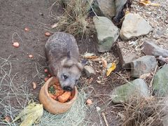 -费瑟代尔野生动物园