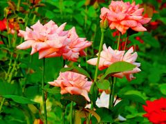 -永定河休闲森林公园