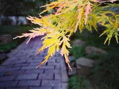 -秋霞圃