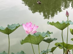 -莲花池公园