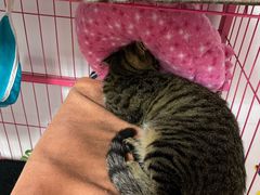 -瑞派福兴宠物医院犬猫全科·骨科·中西医结合(河东店)