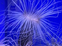 -上海海洋水族馆