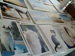 android_upload_pic-Anne猫窝咖啡屋