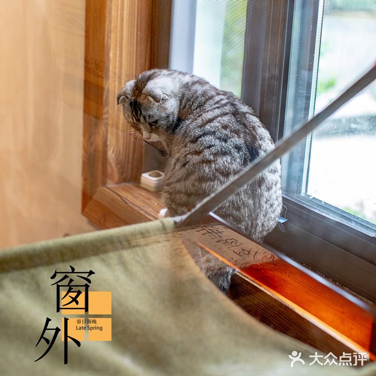 春光正好，赏花逗猫喝一杯咖啡｜南泊山咖啡